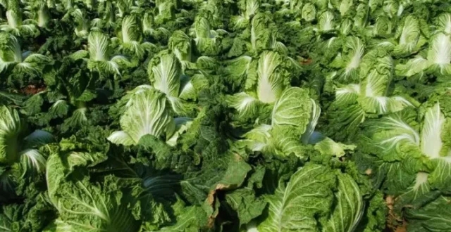 河南出台蔬菜推广10项措施:严禁堵路,确保蔬菜基地道路畅通